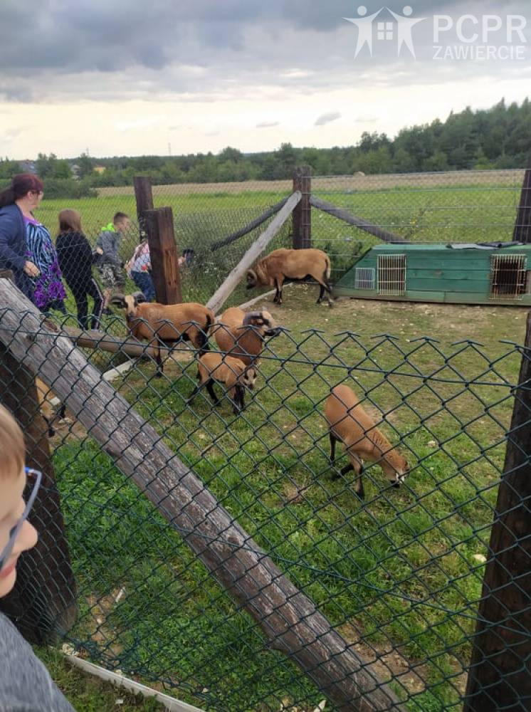 Zdjęcie: Grupa osób przygląda się rogatym zwierzętom znajdującym się za ogrodzeniem
